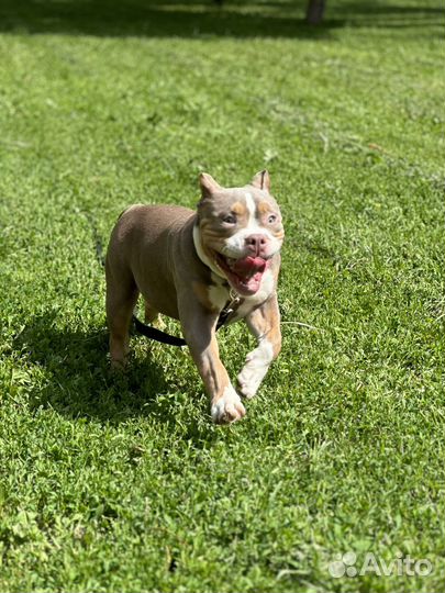 Американские Булли Красота