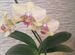 Орхидеи фаленопсис разные