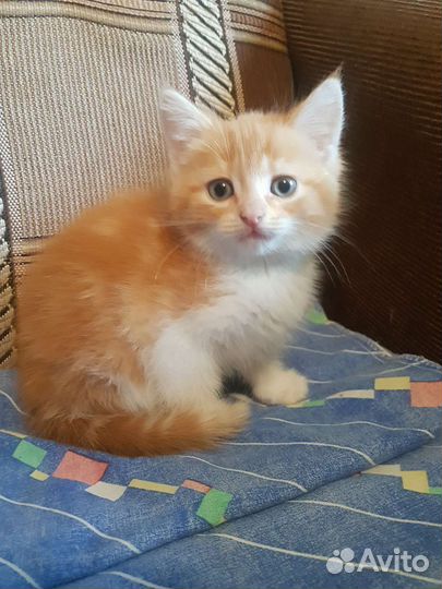 Ласковые кошечки в добрые руки бесплатно