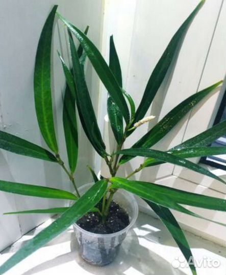 Piper eucalyptifolium Rudge