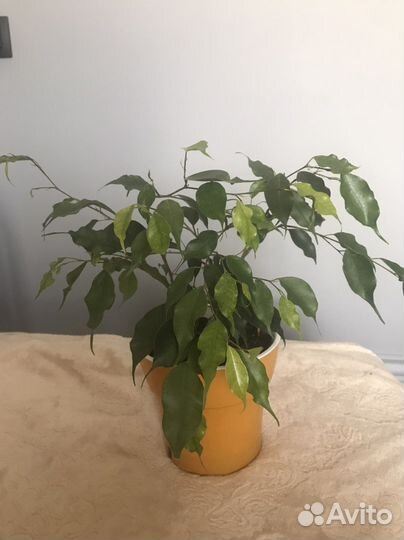 Фикус Бенджамина, отростки