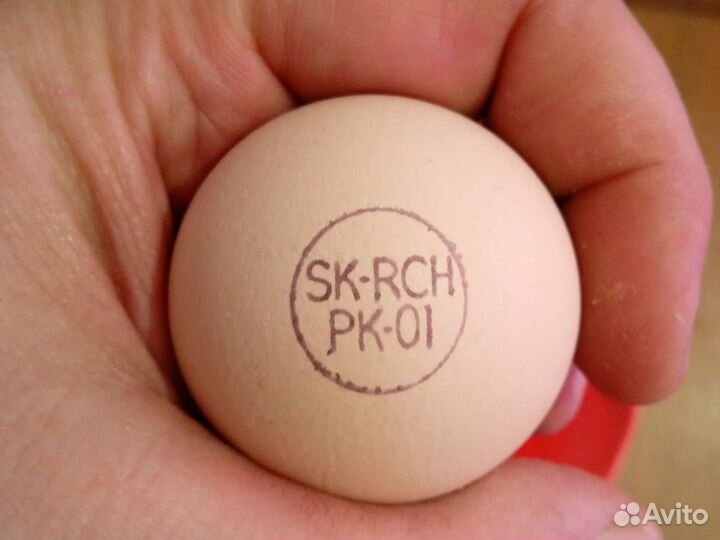 Инкубационное яйцо Гергебильс, Брама, Амераукана