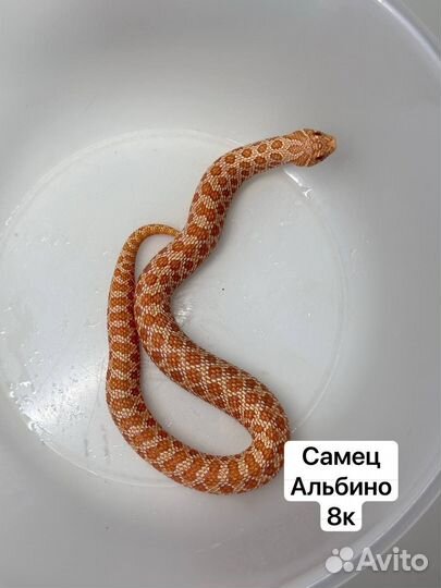 Змеи