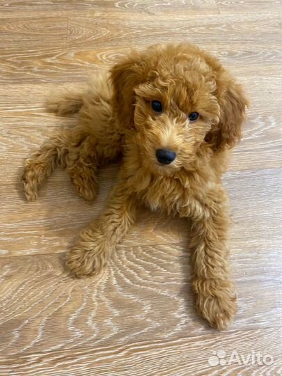 Мини пудель мальчик