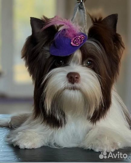 Шоколадный йорк девочка