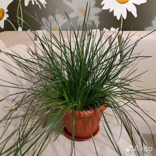 Зефирантес белый