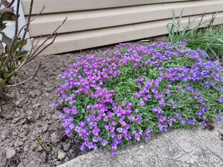 Почвопокровные растения