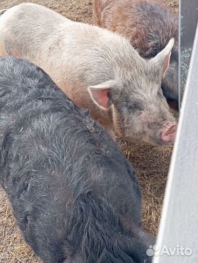 Продам свиней живым весом