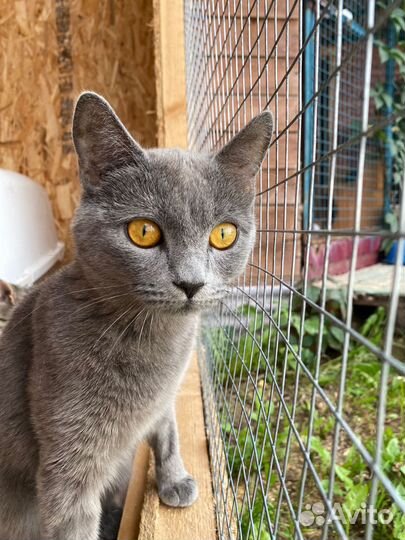 Породистая серая кошка в дар бесплатно ищет дом