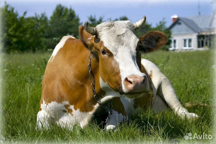 Перегной конский И коровий В мешках