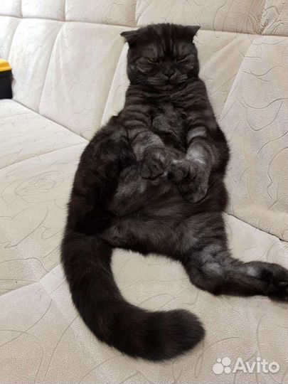 Шотландский кот отдам