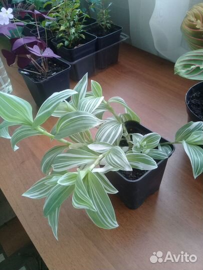 Комнатные растения