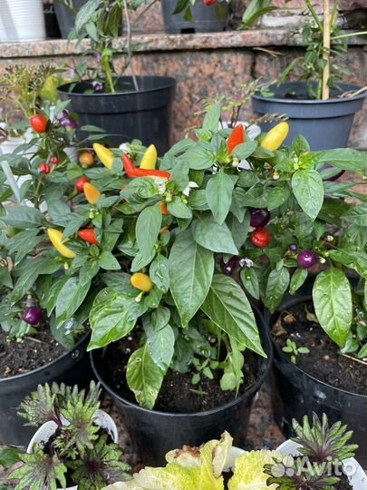 Острый перчик на подоконнике