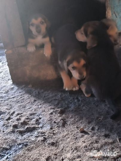 Щенки русской гончей
