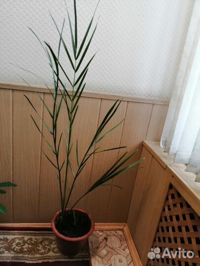 Финиковая пальма