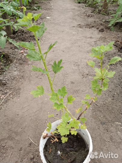 Рассада болгарского перца, баклажан