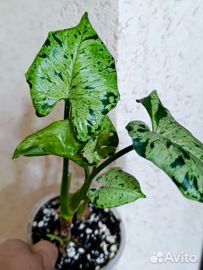 Сингониум Серый призрак и др