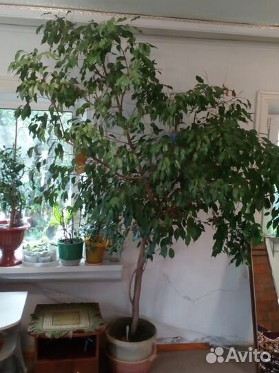 Рассада земляники, клубники