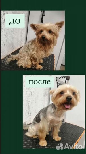 Уход за животными