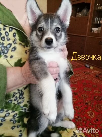 Щенки сибирской хаски
