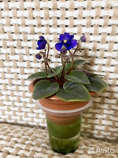 Фиалка мини