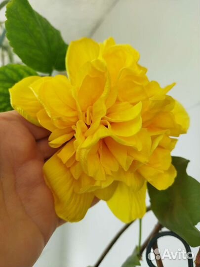 Сортовые гибискусы