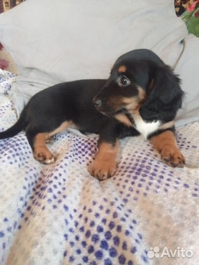 Маленькие собачки