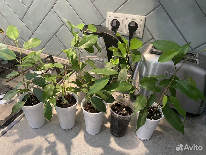 Фикус Бенджамина Даниель