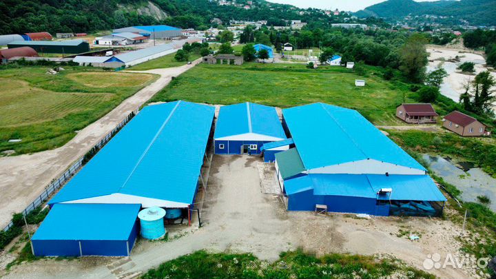 Форель свежемороженая (опт/доставка)