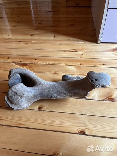 Кость мамонта