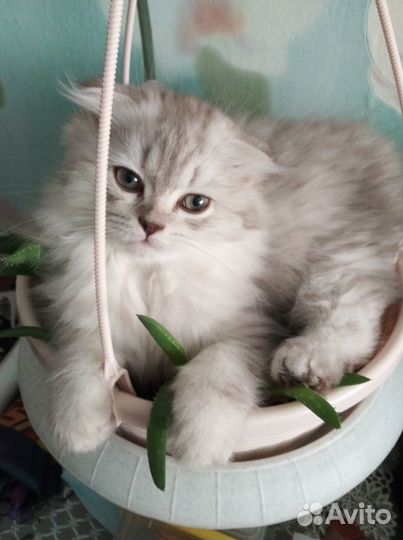 Кот для кошечки