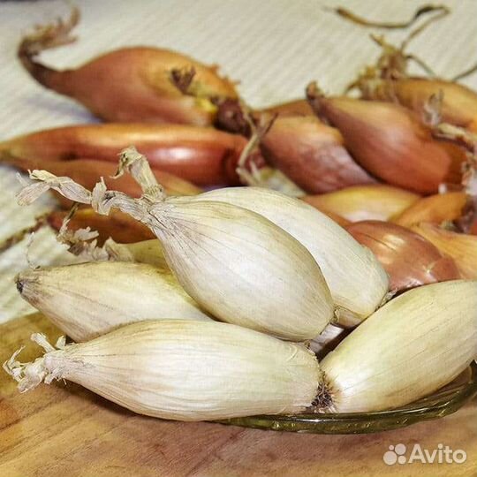 Лук сорокозубка