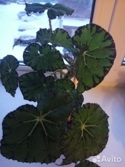 Бегония тигровая (молодые укорененные растения)