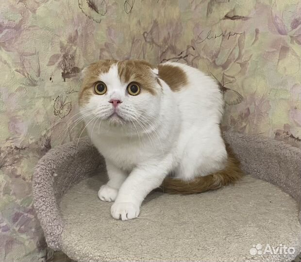 Молодой шотландский котик