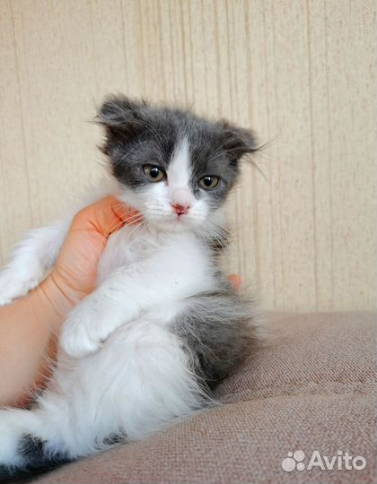 Котёнок вислоухая девочка