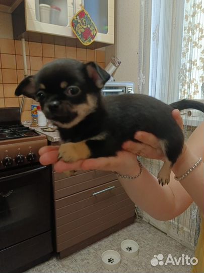 Чихуахуа мини девочка