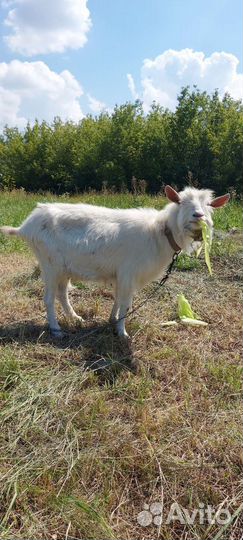 Зааненская коза