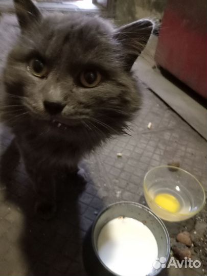Бездомный кот (очень домашний)