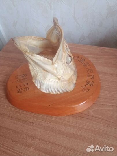 Чучело головы щуки