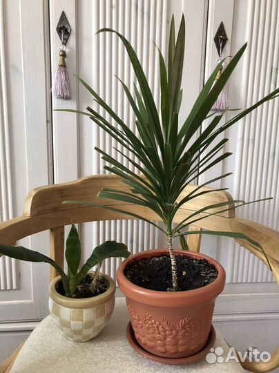 Комнатные цветы драцена и сансивьера