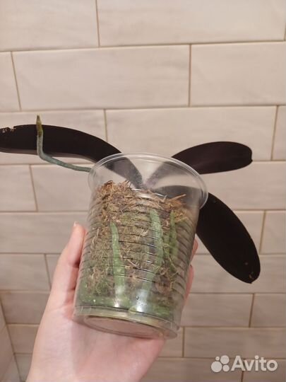 Орхидея фаленопсис philippinensis x self