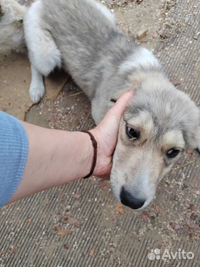 Щенок лайки помесь