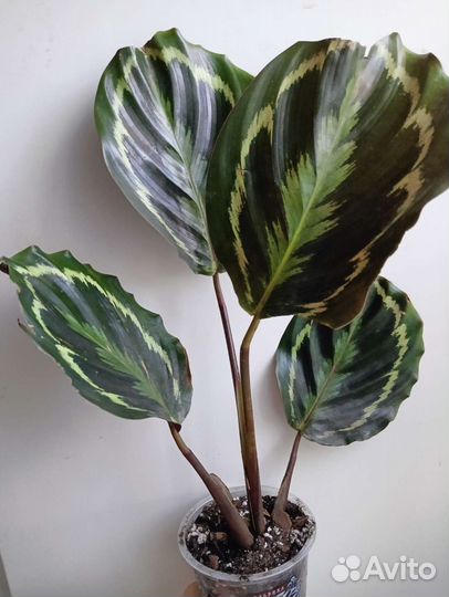 Калатея медальон