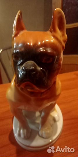 Собака боксер лфз