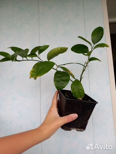 Лимон сорт Павловский, плодоносящий