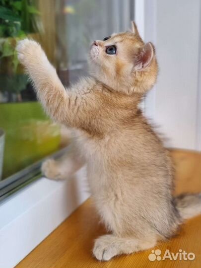 Золотая шиншилла девочка с родоловной