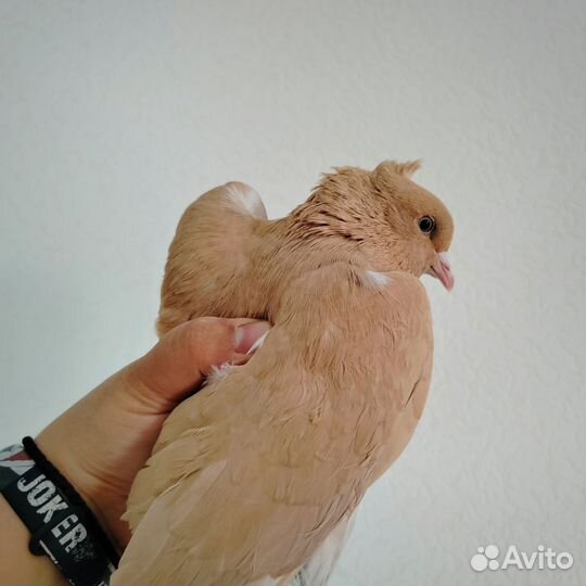 Голубь бойный