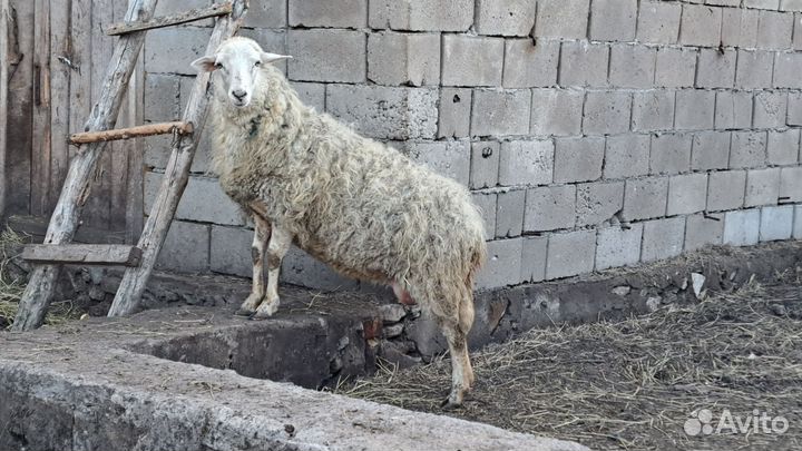 Овцы бараны ягнята