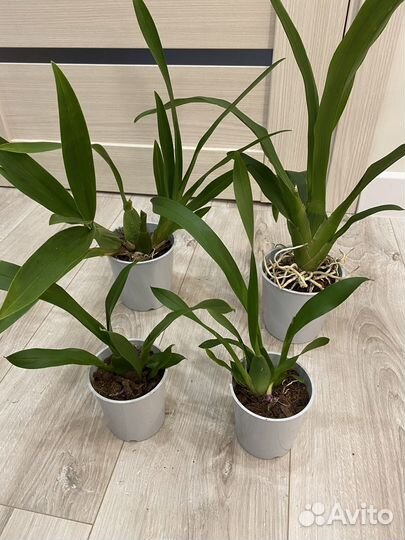 Орхидея камбрия не цветущая разная