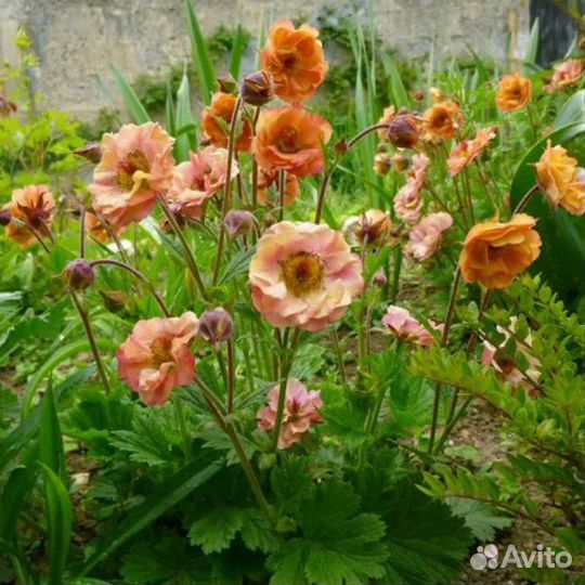 Гравилат чилийский Май-Тай и Борисий